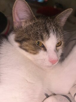 Darujem kocúrika - 3