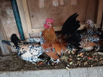 Kohúty milflerky - 3