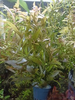 Rastliny do akvaria - 3