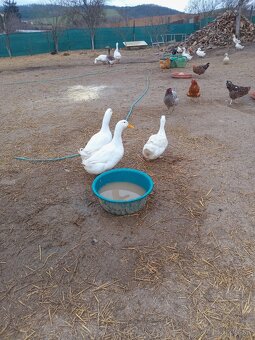 Nasadové vajcia - 3