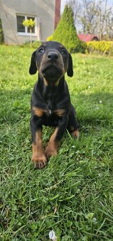 Doberman - 3