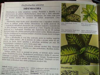Difenbachia mladé izbové rastliny - 3