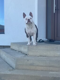 american bully pocket - 3