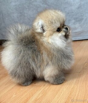 Pomeranian mini - 3
