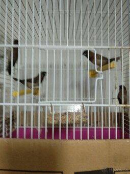 Predám pestúnky - 3