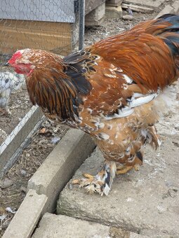 Predám kohútov Brahmanky porcelánovej - 3