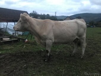 Predám kravy - 3