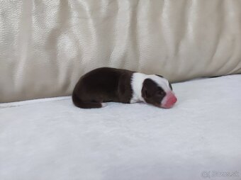 Austrálsky ovčiak - 3