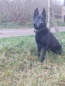 nemecký ovčiak - 3