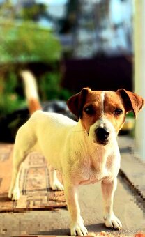 Jack Russell z pp - 3