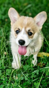 Welsh Corgi Pembroke - 3