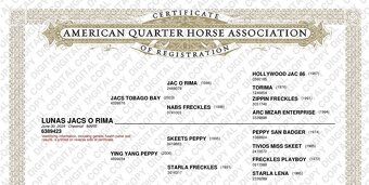 Quarter Horse 1,5 ročná kobylka - 3