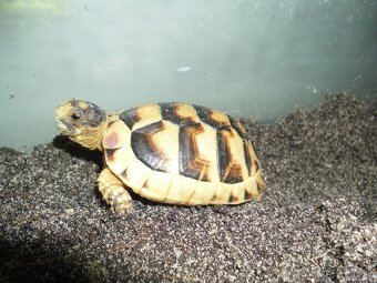 korytnačka žltočierna - 3