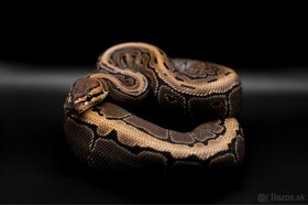 Python Regius - 3