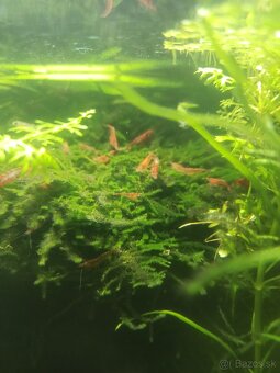 Krevety červené a red tiger - 3