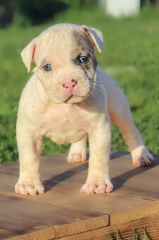 American Bully XL - 3
