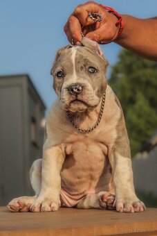 American Bully XL - 3