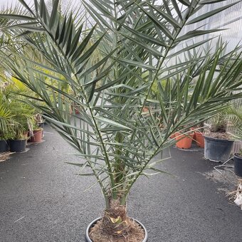 Palma PHOENIX dactylifera semená 10ks - 3