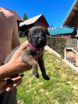 Belgicky ovčiak malinois - 3