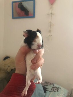 Darujem 8 Morčat - 3