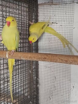 Alexander  malý - 3