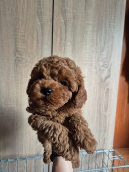 Toy Pudla - 3