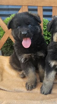 Nemecký ovčiak šteniatka na predaj - 3