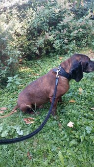 Bavorsky farbiar bez pp - 3