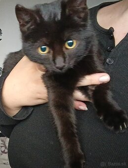 Darujem mačiatko - 3