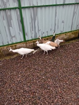 Pav - pavy - pavov - 3