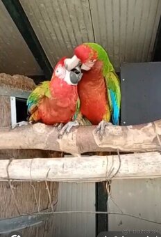 Ara calico - 3