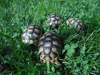korytnačka žltočierna - 3
