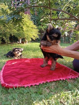 Yorkshire terrier s Preukazom pôvodu - psík - 3