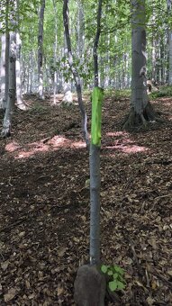 Les na predaj Bodovce - 3