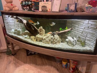 Veľké rohové akvárium - 3