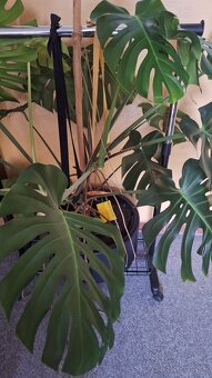 Monstera - 3