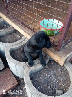 Šteniatka labradorov - 3