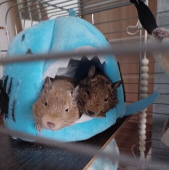 Osmak degu - 3