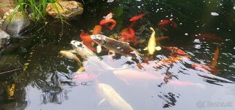 Koi kapre - 3