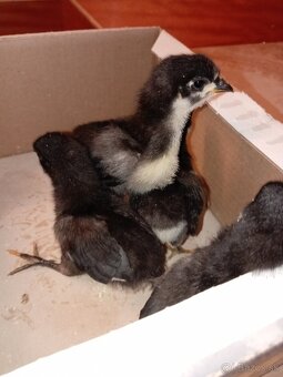 Australorp kuriatka - 3