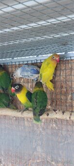 Predám ml agapornisy - 3