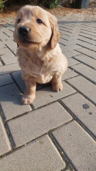 Golden / zlaty retriever - 3