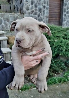 AMERICAN BULLY XL - 3