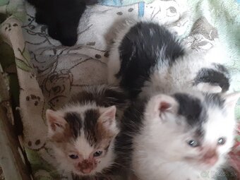 Darujem mačiatka - 3