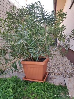 Oleander na predaj - 3