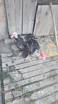 Predám Čínsku Kačicu a Káčera - 3