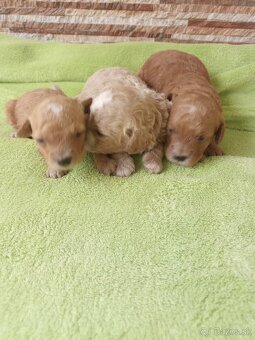 Maltipoo - 3