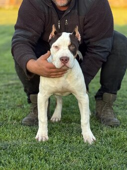 American Bully xl - 3