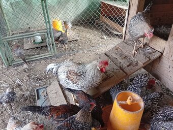 Predam kohutov . - 3