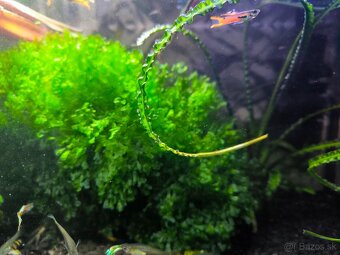 Monosolenium tenerum (Pelia Moss) - 3